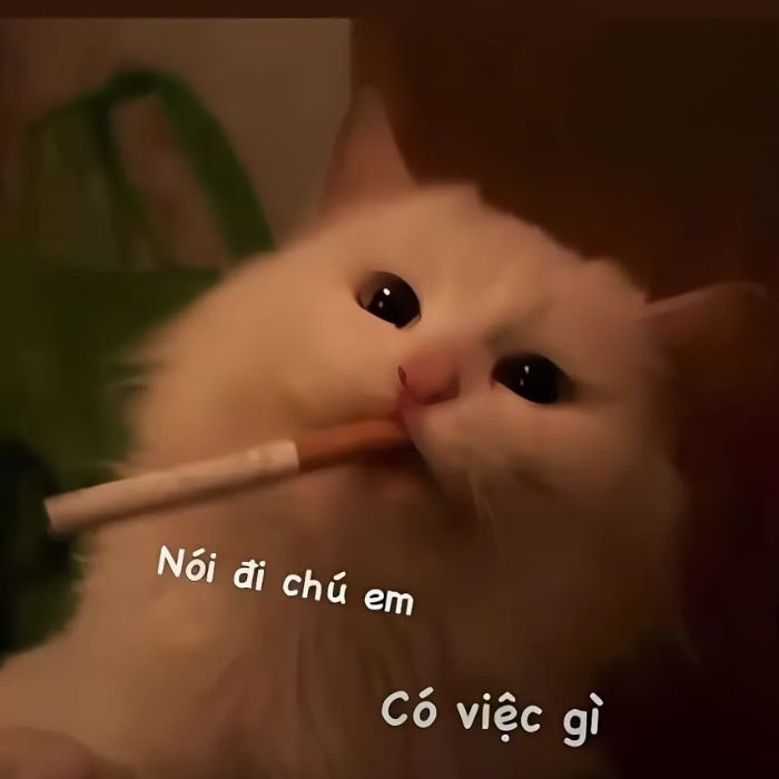 hình ảnh meme mèo bựa quyến rũ