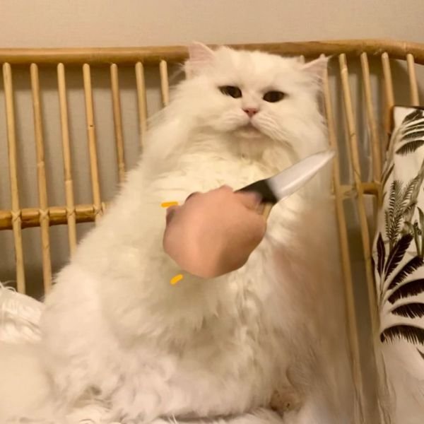 hình ảnh meme mèo cầm dao