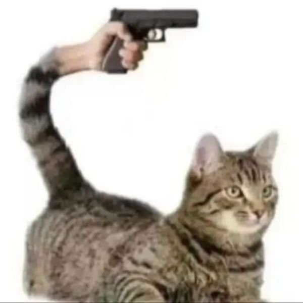 hình ảnh meme mèo cầm súng đẹp