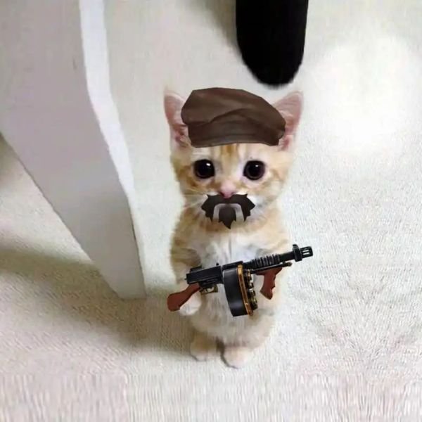 hình ảnh meme mèo cầm súng