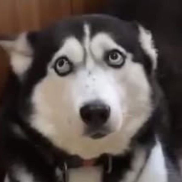 hình ảnh meme wow