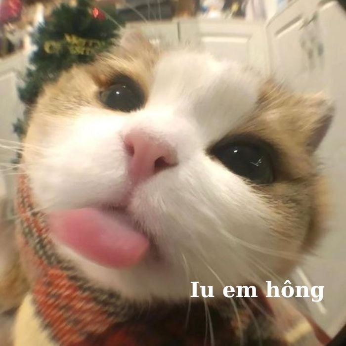 hình ảnh mèo bựa cute