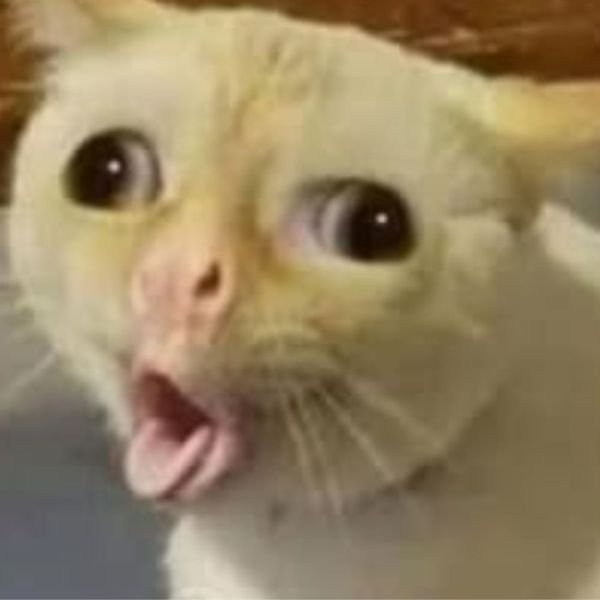 hình đẹp meme wow