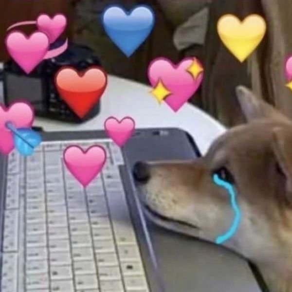 hình meme chú chó tình yêu