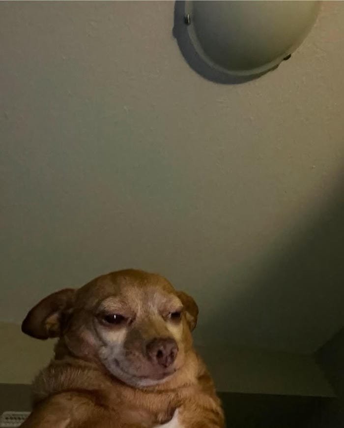 hình meme dog bựa