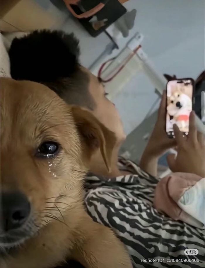 hình meme dog đáng yêu