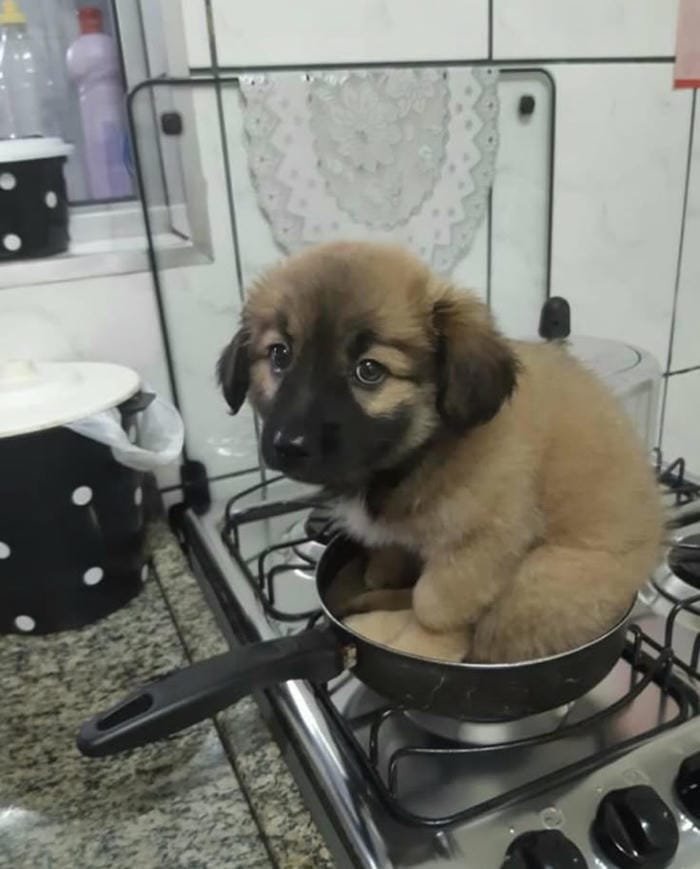 hình meme dog nhây