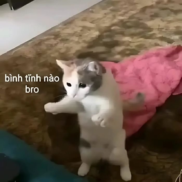 hình meme mèo bựa cực chất