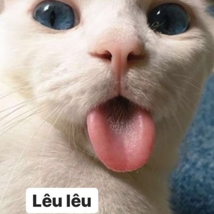 hình meme mèo bựa full hd