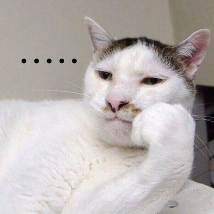 hình meme mèo bựa