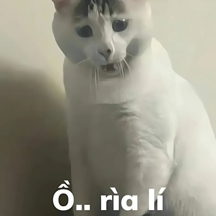 hình meme mèo chất