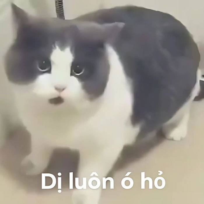 hình mèo bựa meme