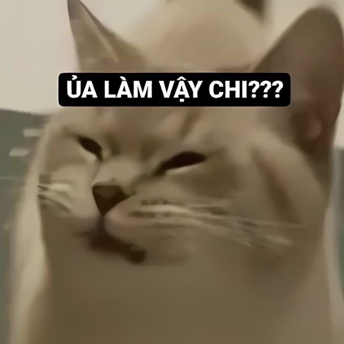 hình mèo meme chê hài hước