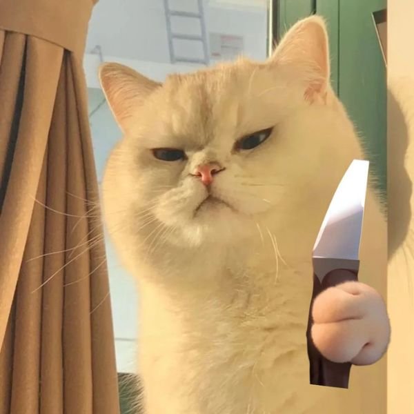 meme ảnh mèo cầm dao