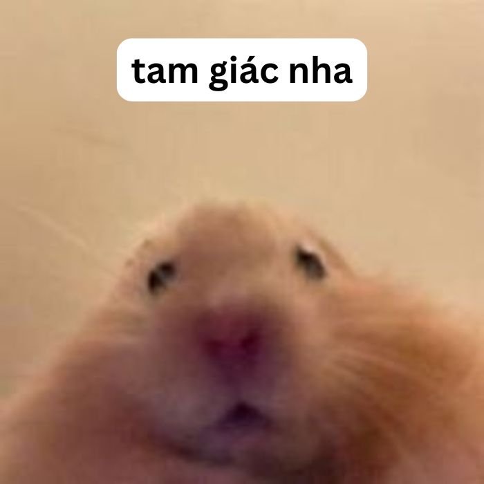 meme cảm ơn hamster