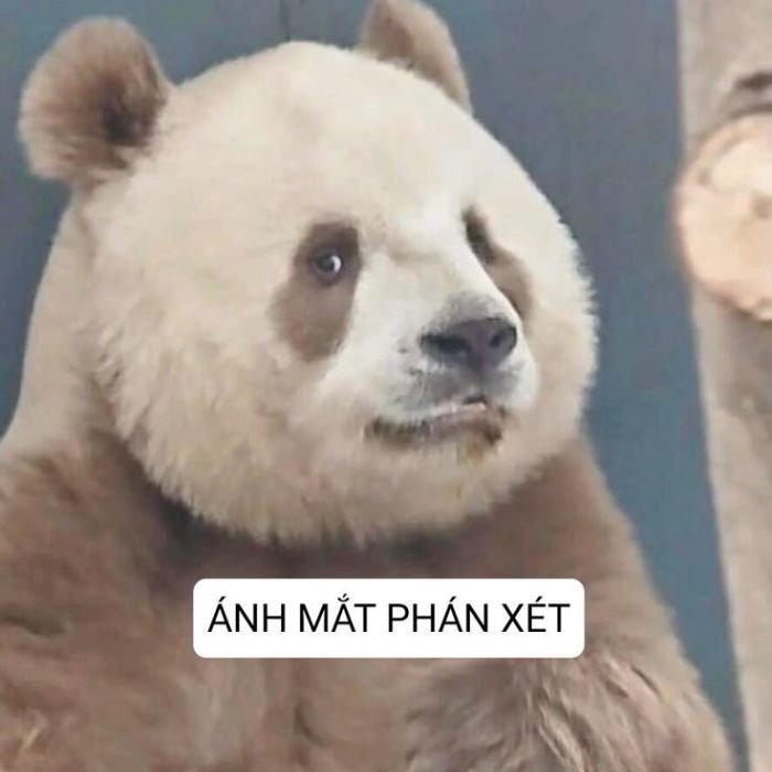 meme chê gấu trúc