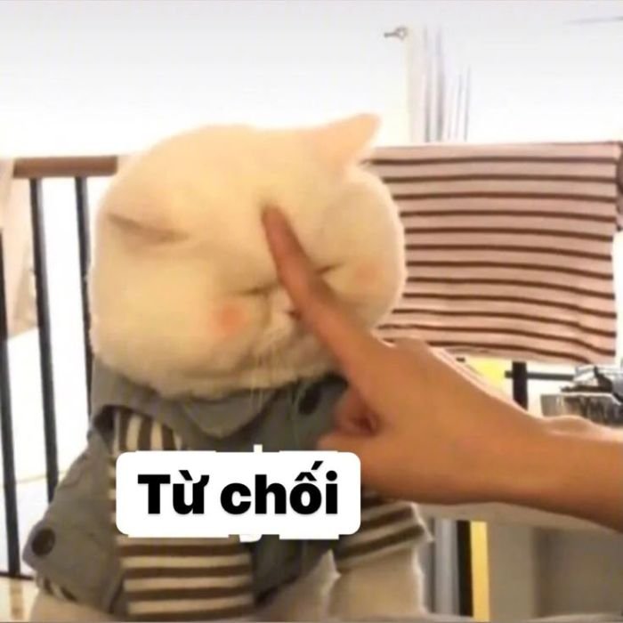meme chê mèo hài