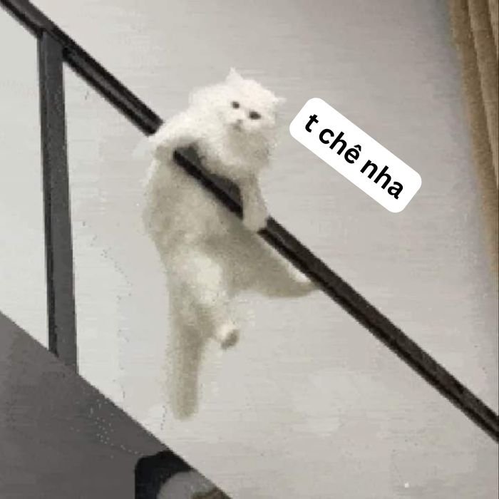 meme chê mèo