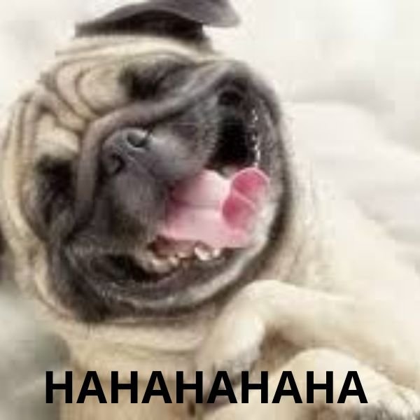 meme chó cười haha