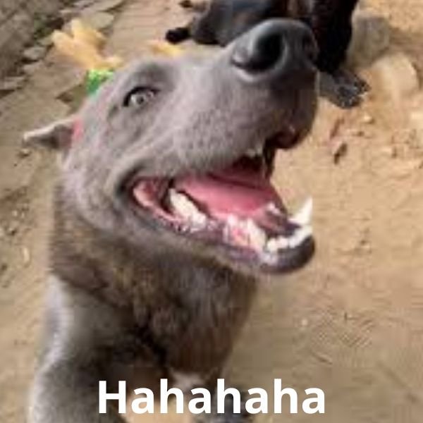 meme chó đểu cười haha