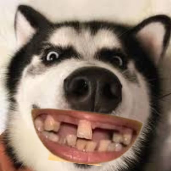 meme chó haha sún răng