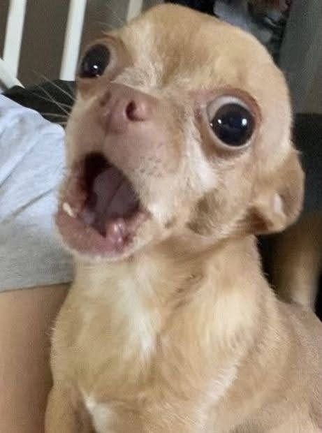 meme chó ngốc ngếch