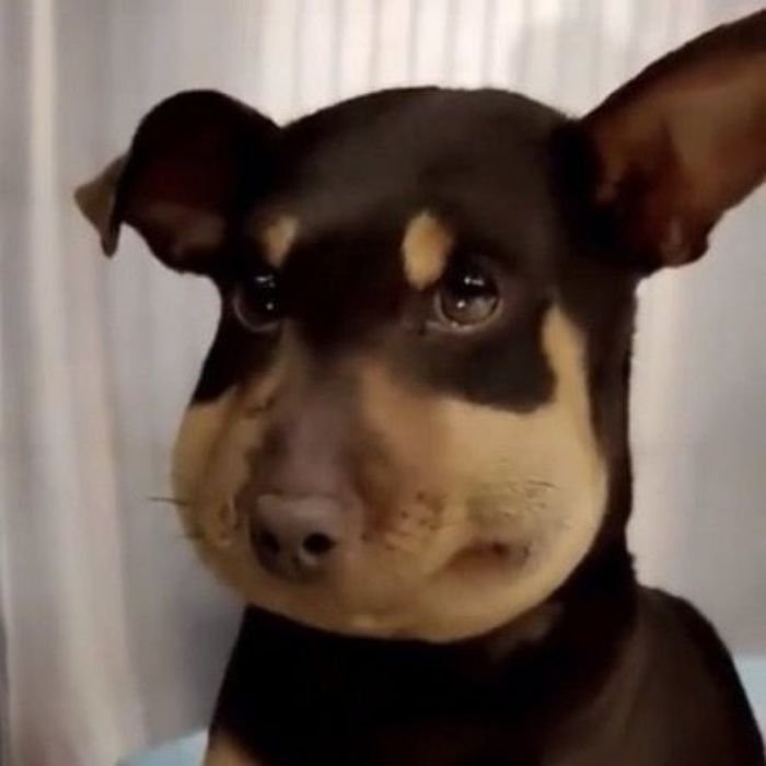 meme chó sưng mặt