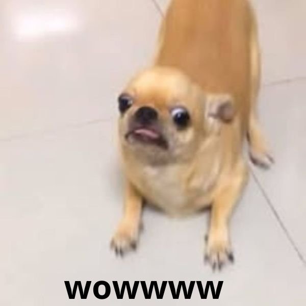 meme chó wow