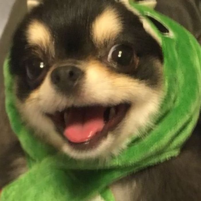 meme chó xinh xắn