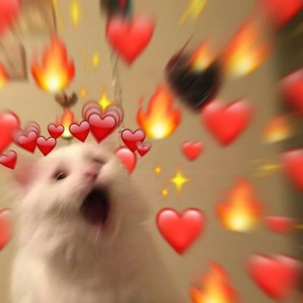 meme chú chuột tình yêu