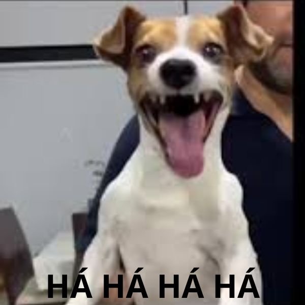 meme có há mồm cười haha