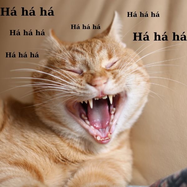 meme con mèo vàng haha