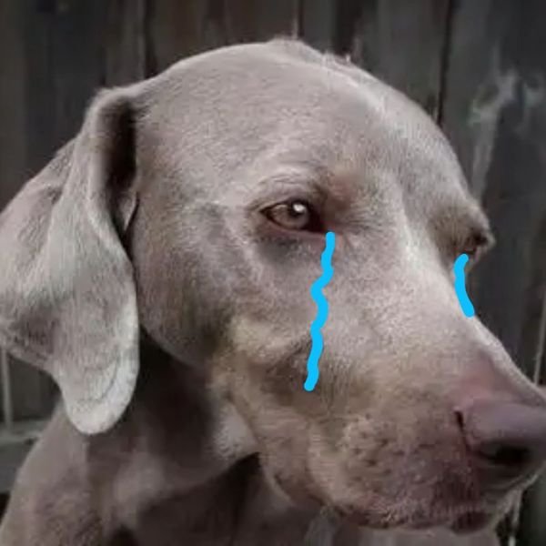 meme crying chó
