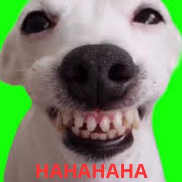 meme cười đểu haha