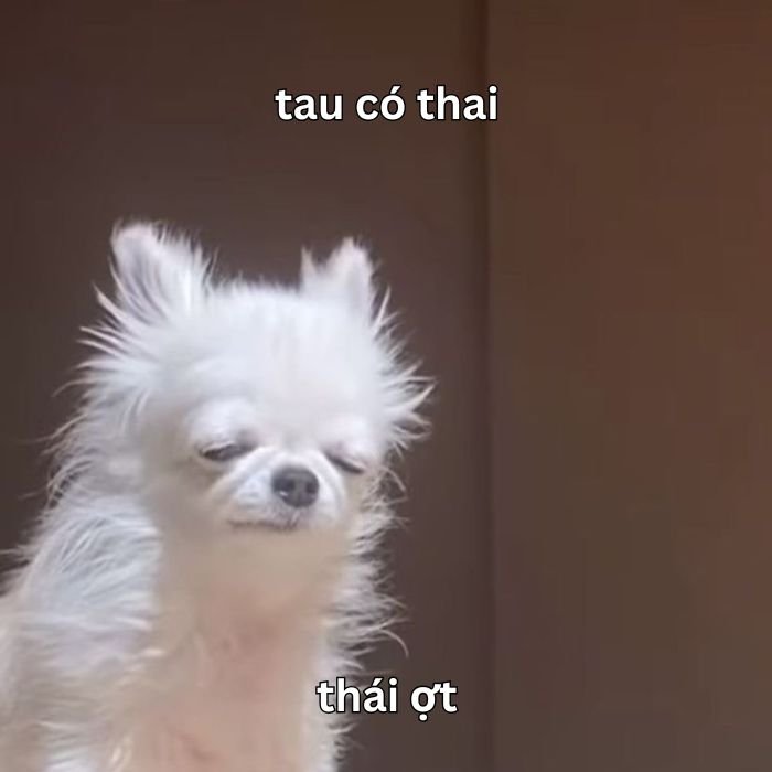 meme dog buồn