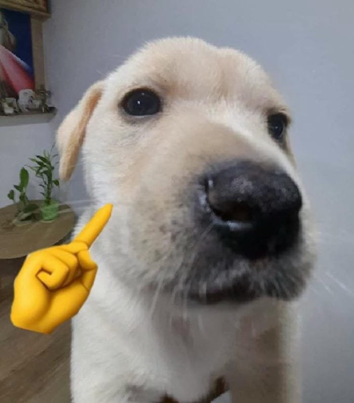 meme dog cute yêu