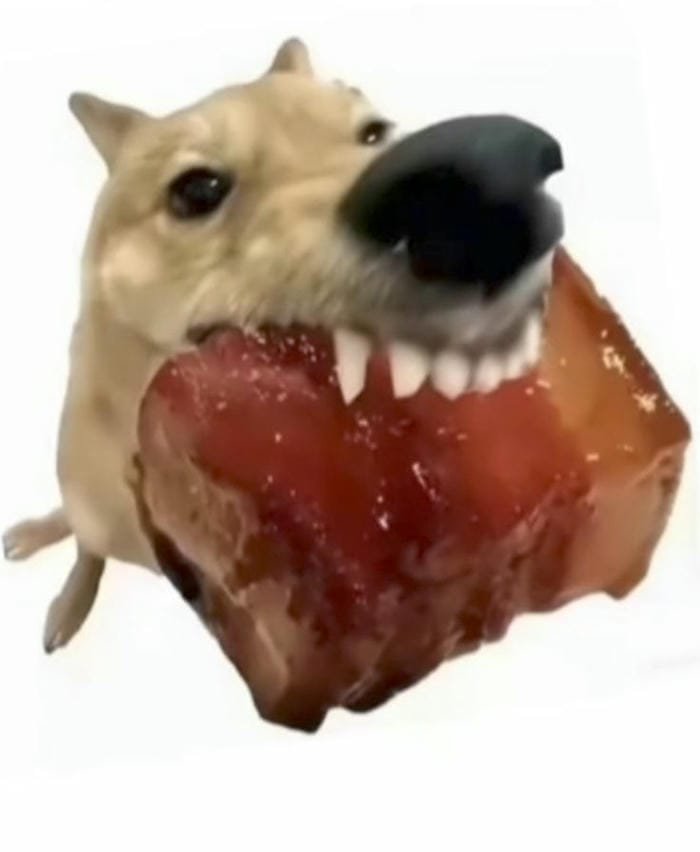 meme dog đáng yêu