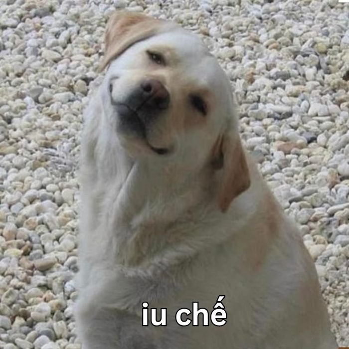 meme dog dễ thương