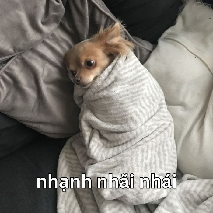 meme dog hài bựa