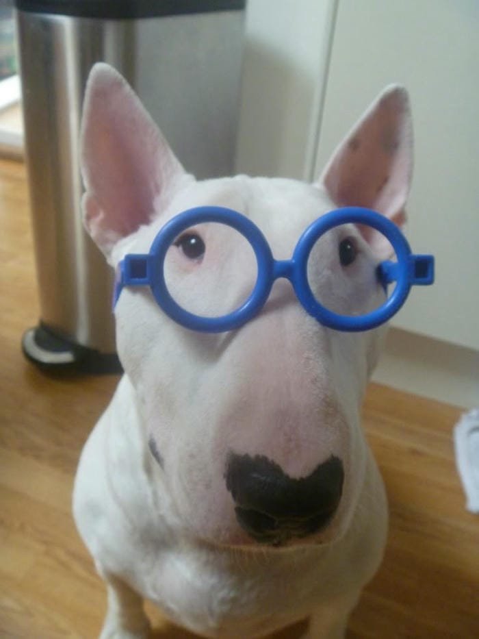 meme dog nhây bựa