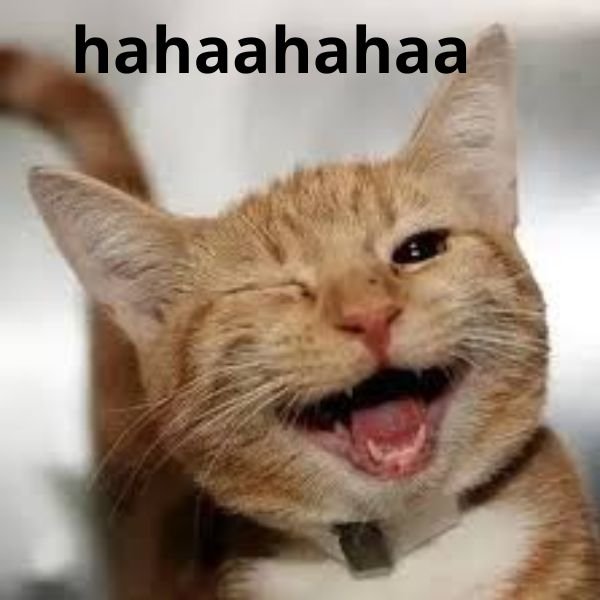 meme haha mèo vàng