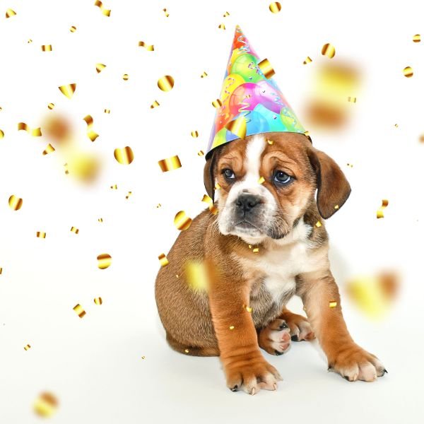 meme happy birthday chó đáng yêu