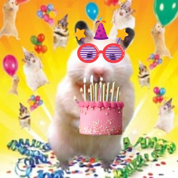 meme happy birthday chuột bạch