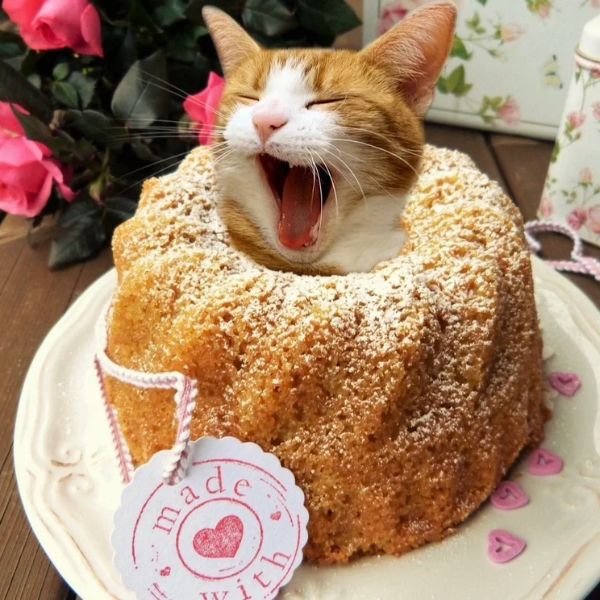 meme happy birthday đầu mèo