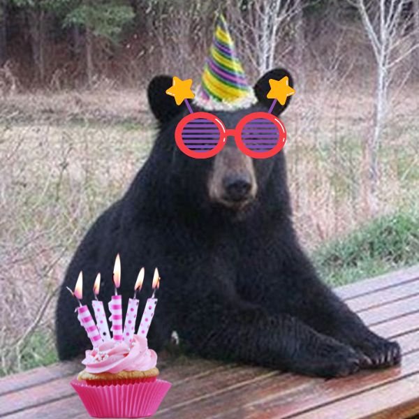 meme happy birthday gấu trúc