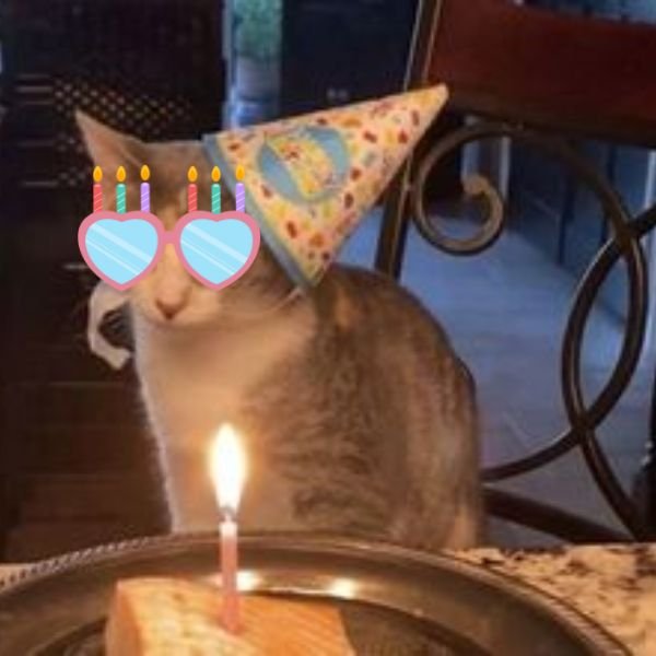 meme happy birthday mèo 1 tuổi