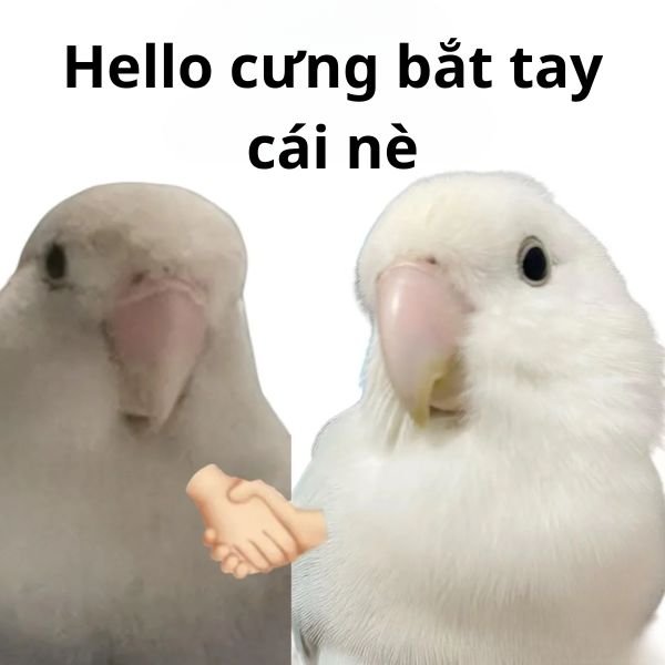 meme hello bắt tay