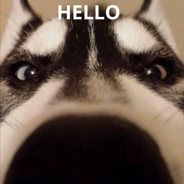 meme hello chó ngáo