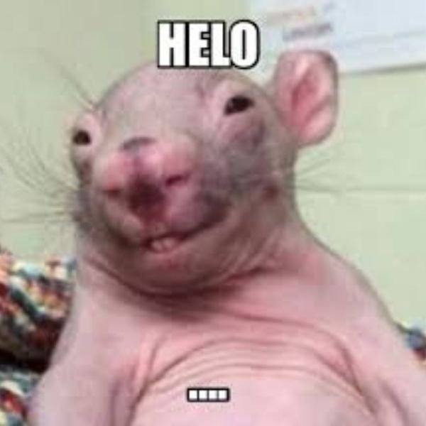meme hello chuột