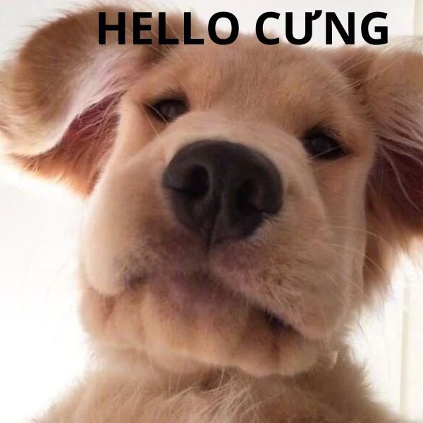 meme hello cưng